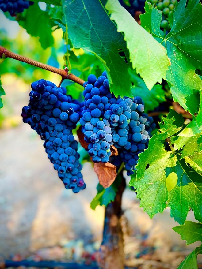 Blue Grape Fruit Seeds - A Rare and Beautiful Grape Variety for Your Garden 100 pcs